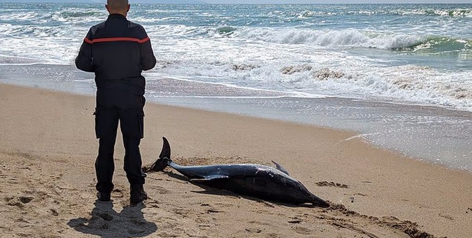 дельфин на берегу