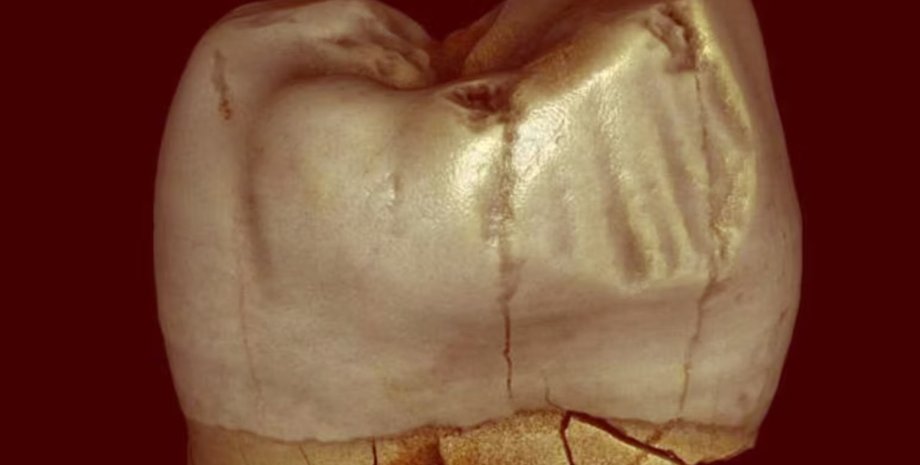 зубы, гоминины, древние люди