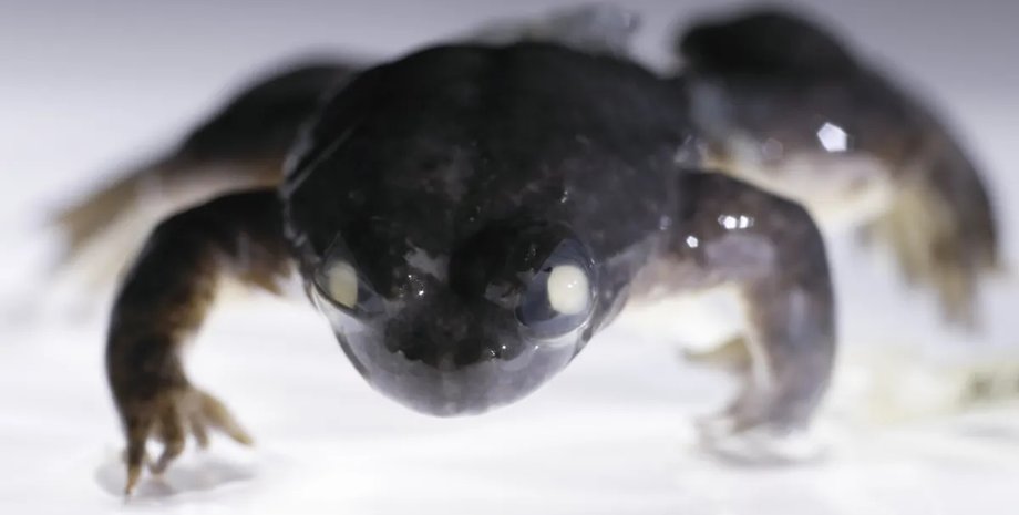 лягушка желудочная