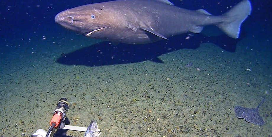 антарктида акула