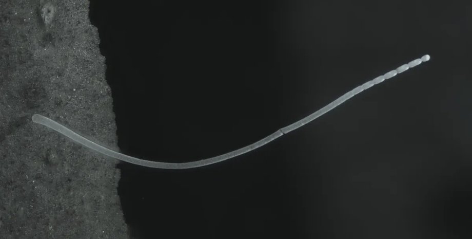 гигантская бактерия