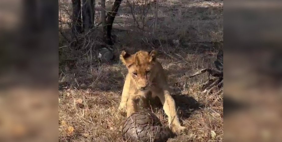 панголин, лев, дикая природа