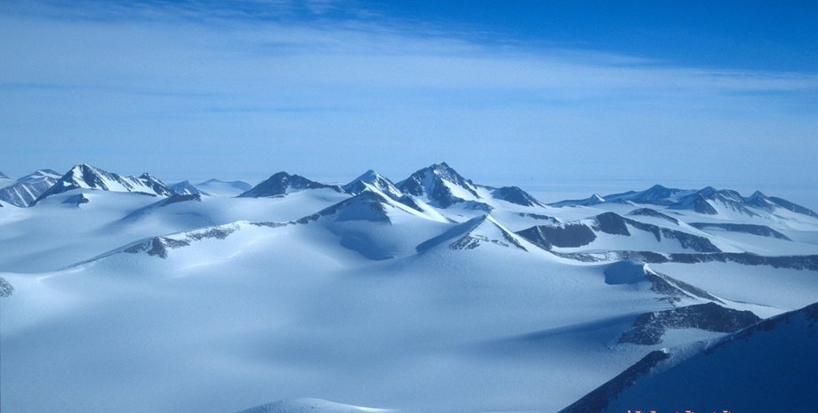 антарктида насекомые