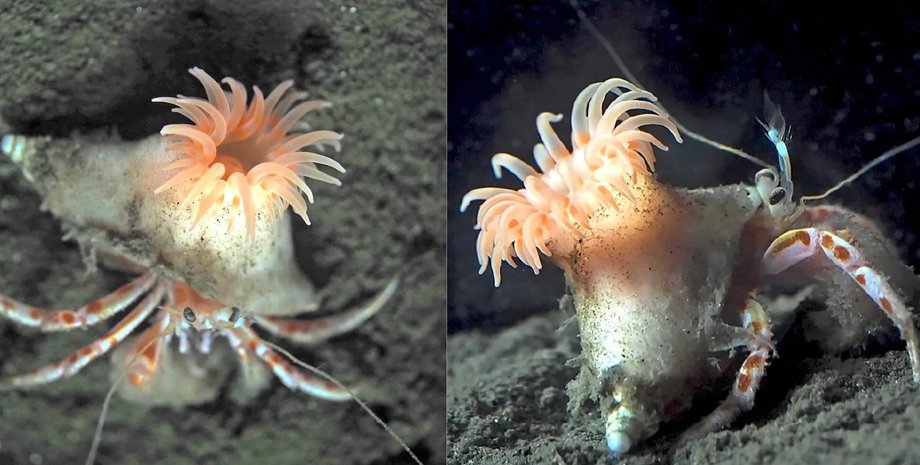 рак-отшельник, актиния, парик