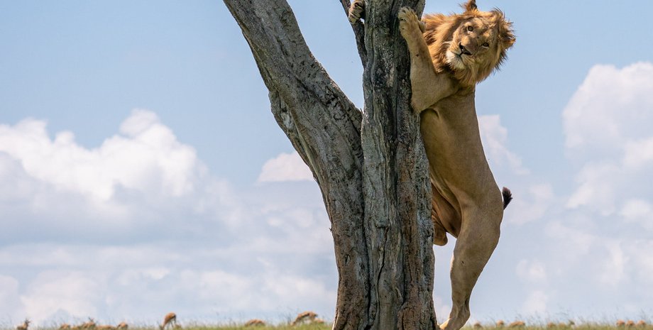 лев на дереве