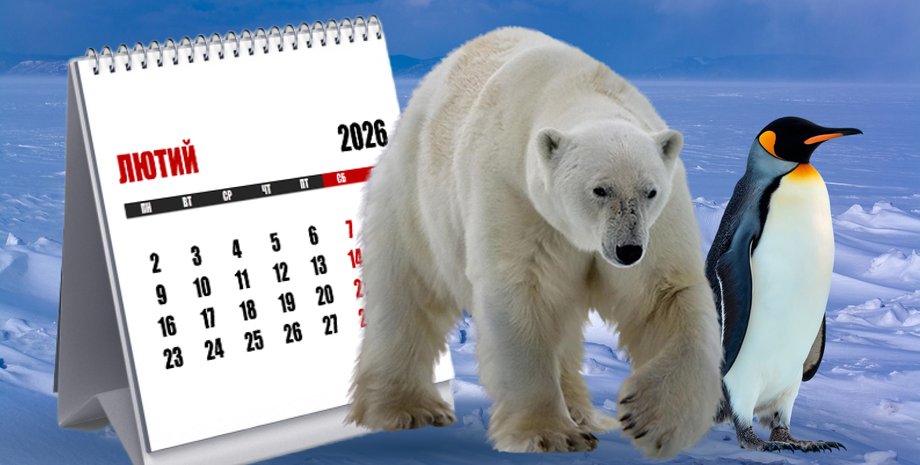 белый медведь