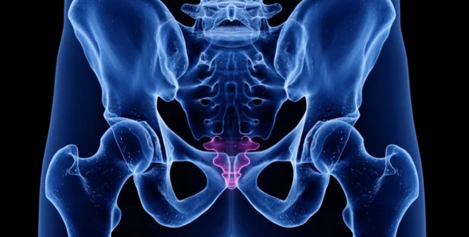 копчик, копчик человека, хвосты у людей, анатомия человека