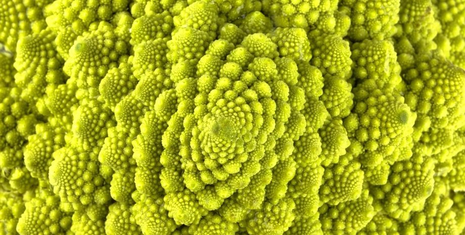 капуста спираль фибоначчи