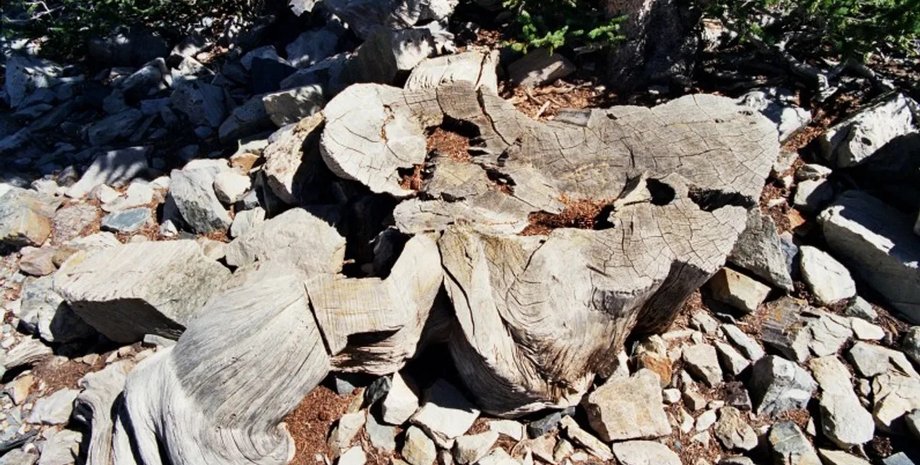 древнее дерево прометей