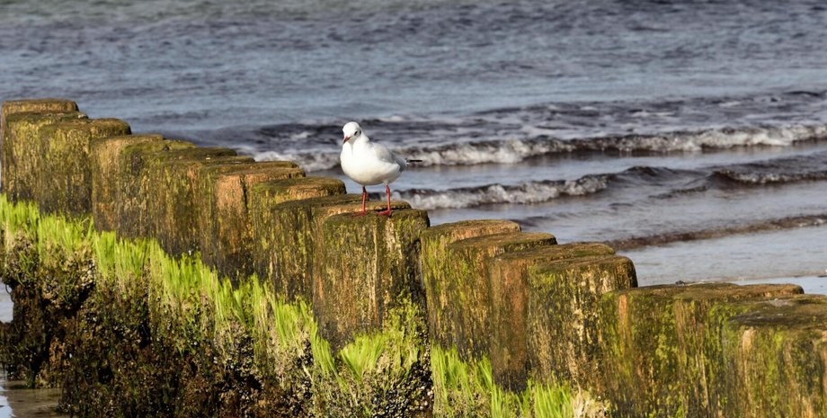Балтийское море аномалия
