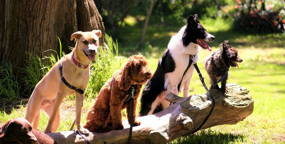 собаки, игромания, зависимость