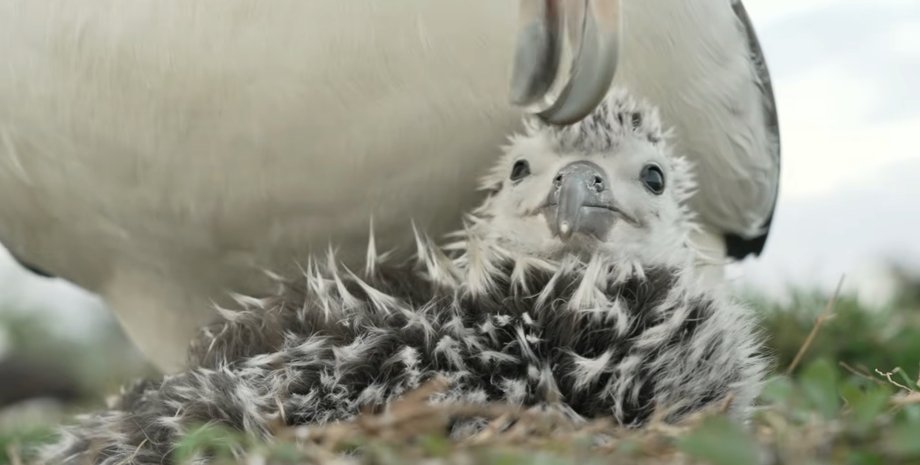 птенец альбатроса