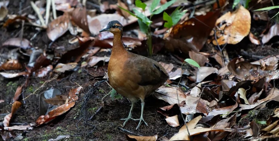 сланцево-масковый тинаму