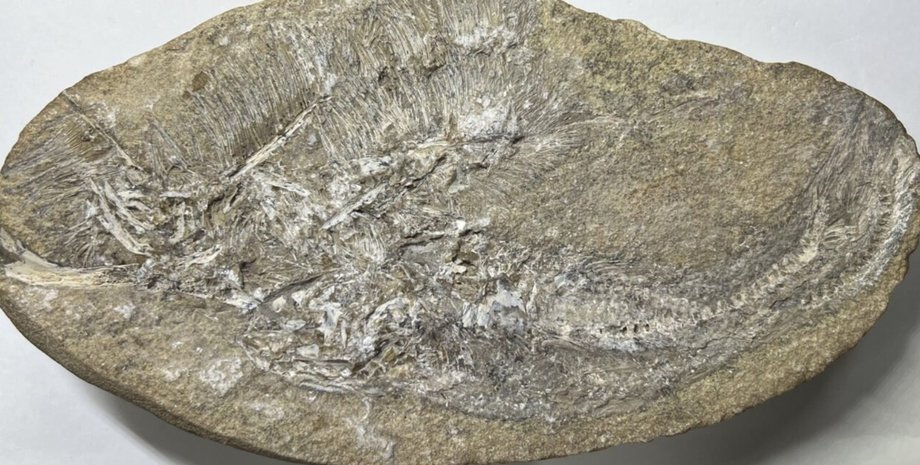 окаменелая рвота, окаменелость, рвотная масса, птерозавр