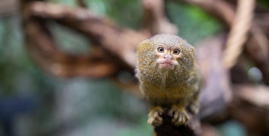 пальчиковая обезьяна вес