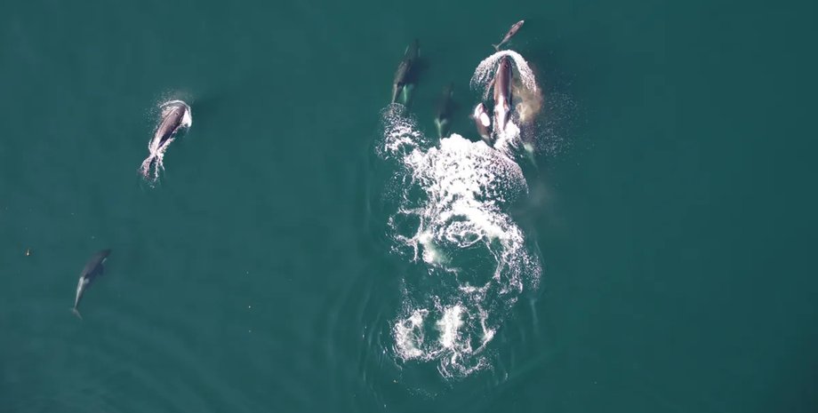 охота дельфинов и косаток