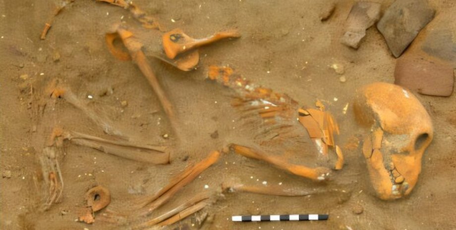 скелет обезьяны, макака-резус, древний рим