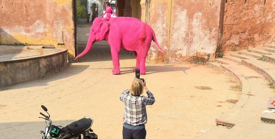 В Индии умерла слониха, которую российская блогерша покрасила в розовый цвет